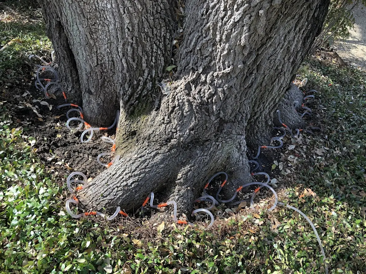 Detailed Tree Cabling and Bracing job site in Waverly