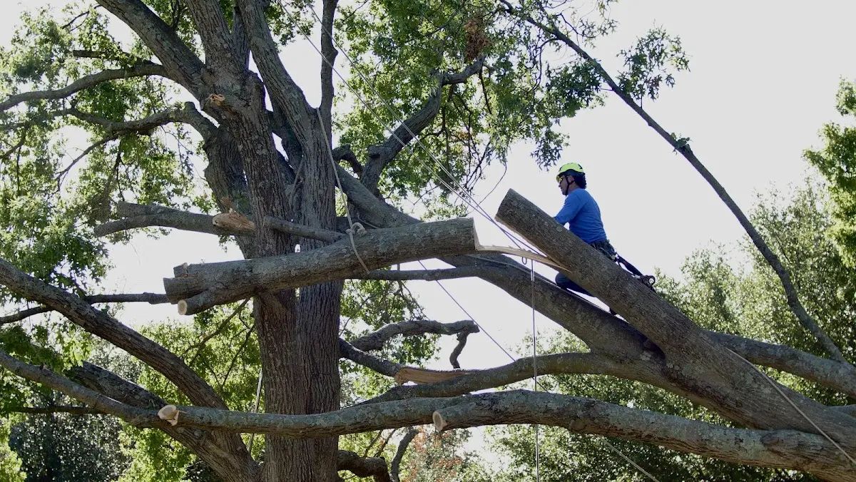Professional Crown Thinning performed by certified arborists in Waverly