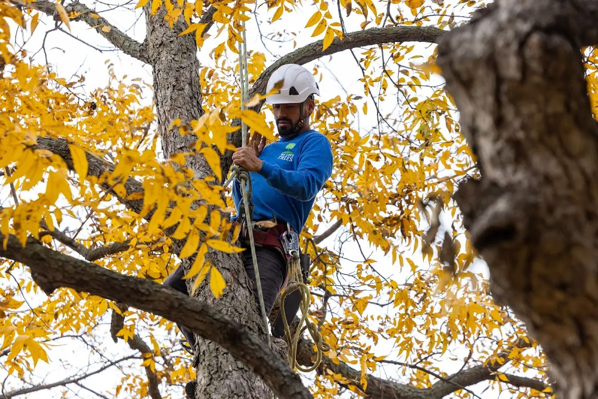 Skilled Tree Transplanting crew working in Waverly